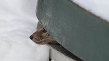 Kanada Boreal Ormanında Marten