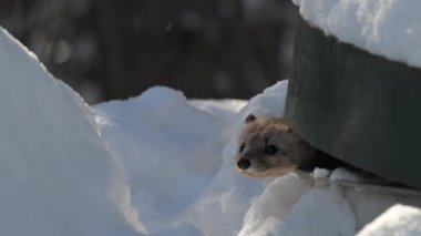 Kanada Boreal Ormanında Marten