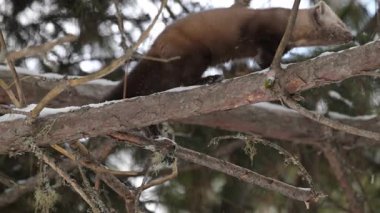 Kanada Boreal Ormanında Marten