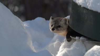 Kanada Boreal Ormanında Marten