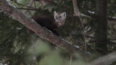 Kışın Kanada Boreal Ormanı 'nda Amerikan mermeri