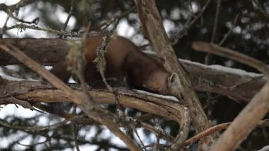 Kışın Kanada Boreal Ormanı 'nda Amerikan mermeri