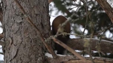 Kışın Kanada Boreal Ormanı 'nda Amerikan mermeri
