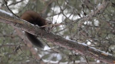Kışın Kanada Boreal Ormanı 'nda Amerikan mermeri