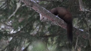 Kışın Kanada Boreal Ormanı 'nda Amerikan mermeri