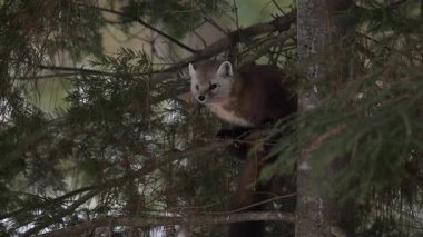 Kışın Kanada Boreal Ormanı 'nda Amerikan mermeri