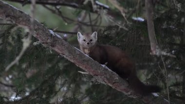 Kanada 'nın vahşi doğasında mermer