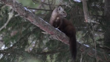 Kışın Kanada boreal ormanında mermer.