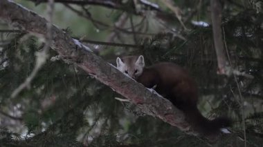Kanada 'nın vahşi doğasında mermer