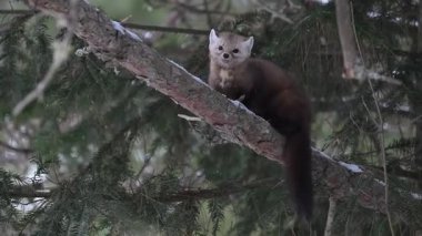 Kışın Kanada boreal ormanında mermer.