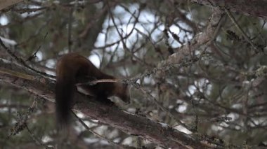Kışın Kanada boreal ormanında mermer.