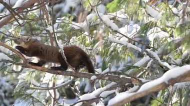 Kışın Kanada Boreal Ormanı 'nda çam mermeri