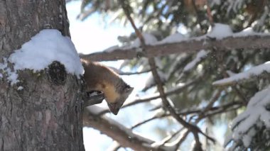 Kışın Kanada Boreal Ormanı 'nda çam mermeri