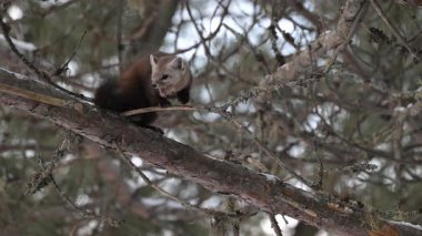 Kışın Kanada Boreal Ormanı 'nda çam mermeri