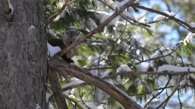 Kışın Kanada Boreal Ormanı 'nda çam mermeri