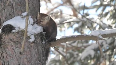 Kışın Kanada Boreal Ormanı 'nda çam mermeri
