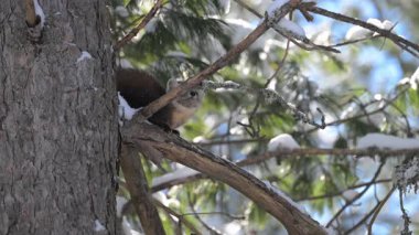 Kışın Kanada Boreal Ormanı 'nda çam mermeri