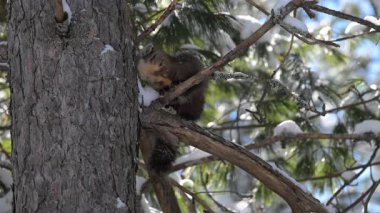 Kanada 'nın vahşi doğasında mermer