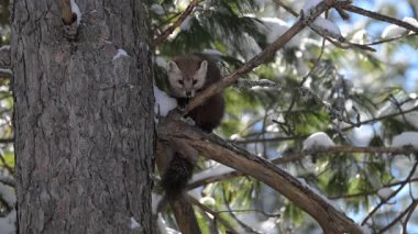 Kanada 'nın vahşi doğasında mermer