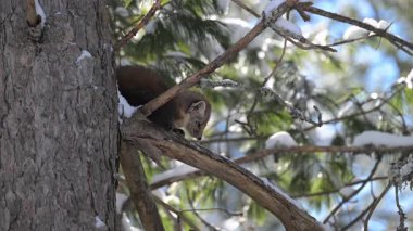 Kanada 'nın vahşi doğasında mermer