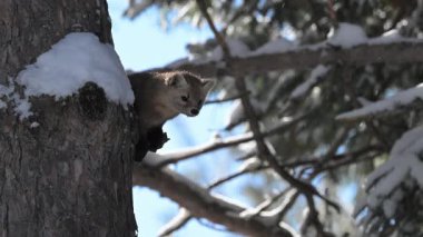 Ontario çölündeki Marten.