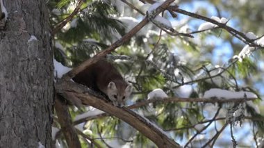 Ontario çölündeki Marten.