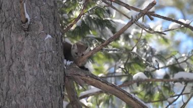 Ontario çölündeki Marten.