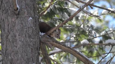 Ontario çölündeki Marten.