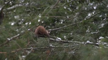 Ontario çölündeki Marten.