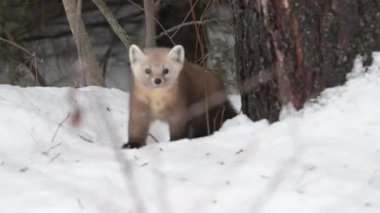 Ontario çölündeki Marten.