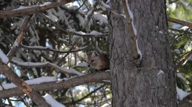 Ontario çölündeki Marten.