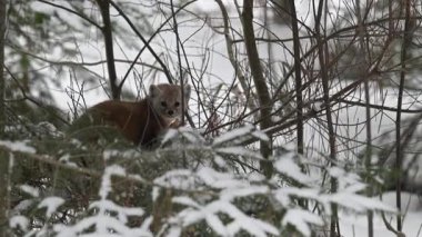 Ontario çölündeki Marten.