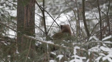 Ontario çölündeki Marten.