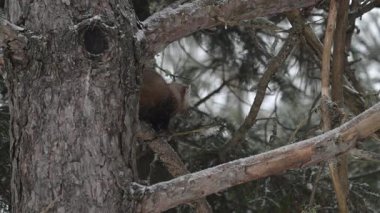 Ontario çölündeki Marten.