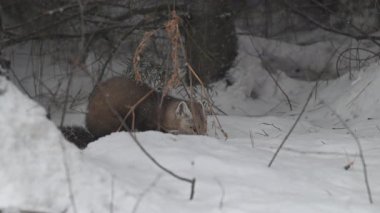 Kanada 'nın vahşi doğasında Amerikan kestanesi