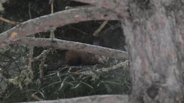 Kanada 'nın vahşi doğasında Amerikan kestanesi