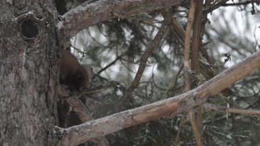Kanada 'nın vahşi doğasında Amerikan kestanesi
