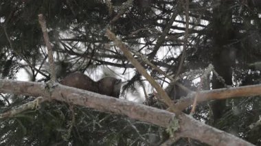 Kanada 'nın vahşi doğasında Amerikan kestanesi