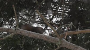 Kanada 'nın vahşi doğasında Amerikan kestanesi
