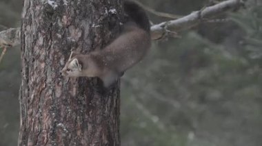 Kanada 'nın vahşi doğasında Amerikan kestanesi