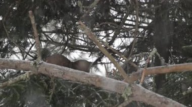 Kanada 'nın vahşi doğasında Amerikan kestanesi