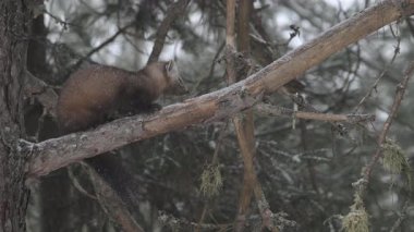 Kanada 'nın vahşi doğasında Amerikan kestanesi