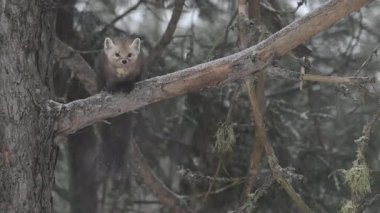 Kanada 'nın vahşi doğasında Amerikan kestanesi