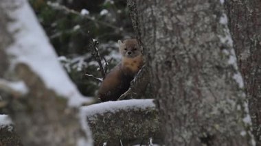 Kanada 'nın vahşi doğasında Amerikan kestanesi