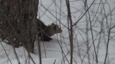 Kanada 'nın vahşi doğasında Amerikan kestanesi