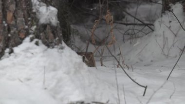 Kanada 'nın vahşi doğasında Amerikan kestanesi
