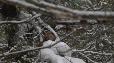 Kanada 'nın vahşi doğasında Amerikan kestanesi