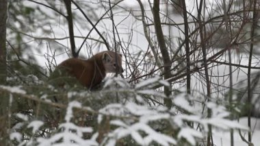 Kanada 'nın vahşi doğasında Amerikan kestanesi