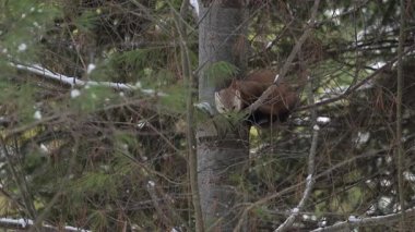 Kanada 'nın vahşi doğasında Amerikan kestanesi