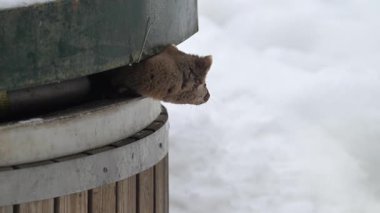 Kanada 'nın vahşi doğasında Amerikan kestanesi